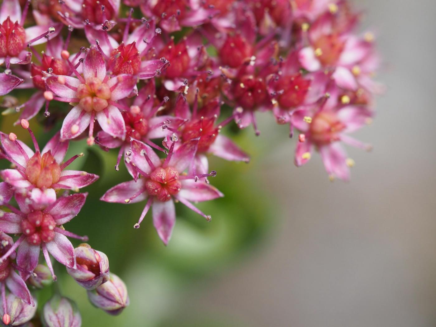 Orpine, Livelong flower